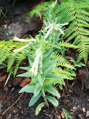 Lithospermum macromeria