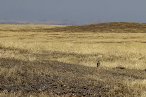 iNaturalist observation photo of Burrowing Owl
