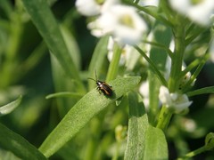 Phyllotreta striolata