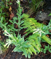 Lithospermum macromeria