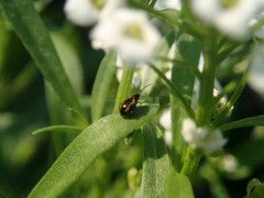 Phyllotreta striolata