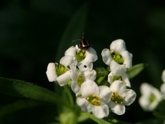 Phyllotreta striolata