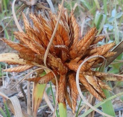 Cyperus crassipes