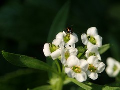 Phyllotreta striolata