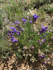 Penstemon hallii