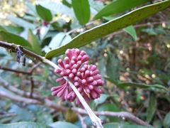 Syzygium wilsonii