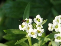 Phyllotreta striolata