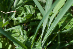 Tenthredo frauenfeldii