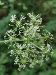 Pleurospermum austriacum
