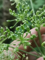 Pleurospermum austriacum