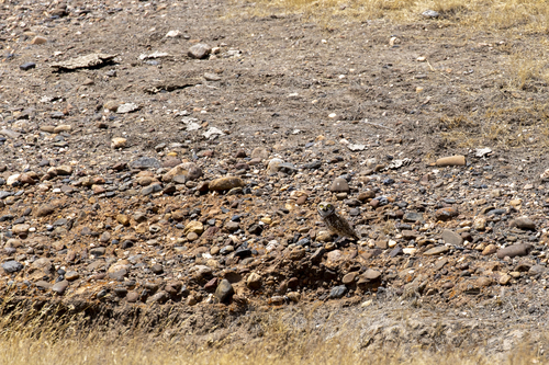 iNaturalist observation photo of Burrowing Owl