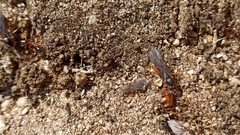 Formica subpolita