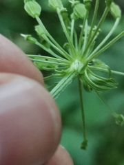 Pleurospermum austriacum