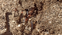 Formica subpolita