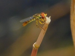 Toxomerus floralis