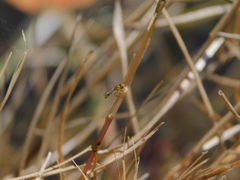Toxomerus floralis