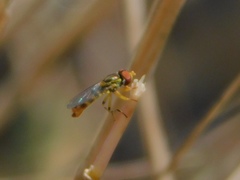 Toxomerus floralis