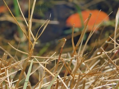 Toxomerus floralis
