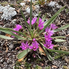 Lewisia pygmaea
