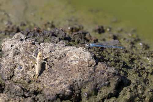 iNaturalist observation photo of Bluets