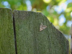 Eoparargyractis