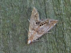 Eoparargyractis