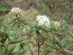 Bog Labrador Tea - Photo (c) CatherineK, some rights reserved (CC BY-SA), uploaded by CatherineK