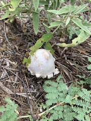 Agaricus deserticola