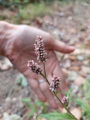 Persicaria maculosa