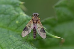 Chrysopilus nubecula