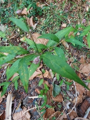 Persicaria maculosa