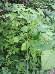 Peucedanum verticillare