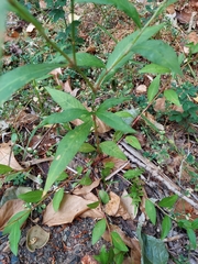 Persicaria maculosa