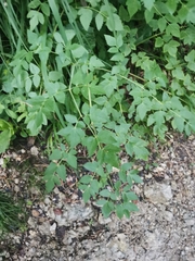 Peucedanum verticillare