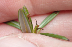 Andromeda polifolia glaucophylla