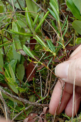 Andromeda polifolia glaucophylla
