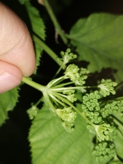 Peucedanum verticillare