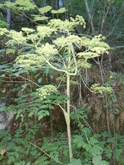 Peucedanum verticillare