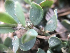Polygonum buxiforme