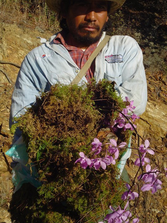 Artorima erubescens