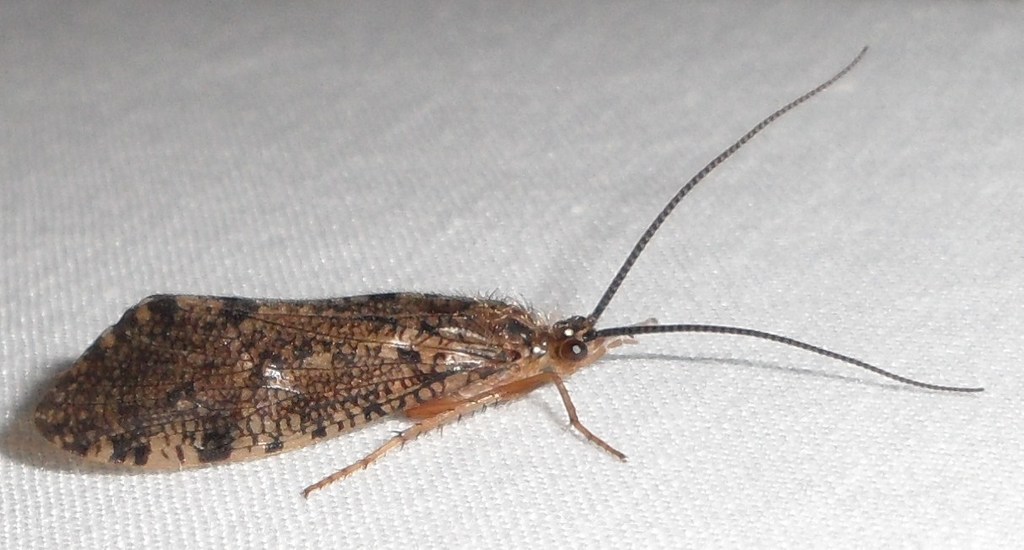 Banksiola crotchi