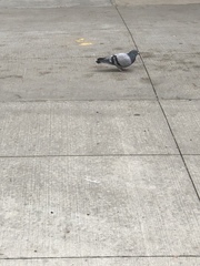Columba livia