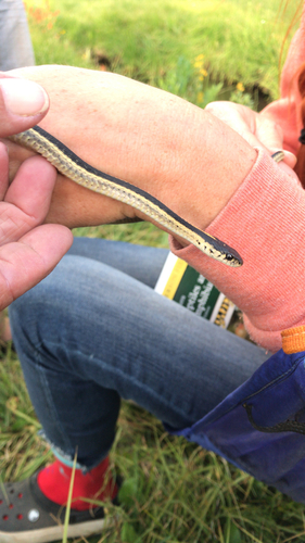 iNaturalist observation photo of Mountain Garter Snake