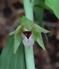 Epipactis leptochila neglecta