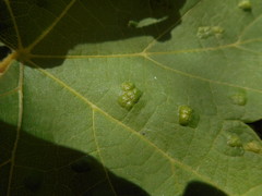 Colomerus vitis