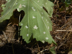 Colomerus vitis
