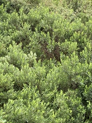 Myrica