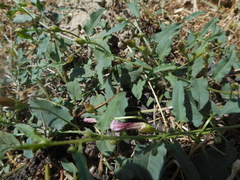 Convolvulus arvensis