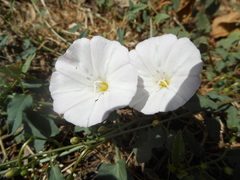 Convolvulus arvensis