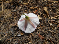Convolvulus arvensis